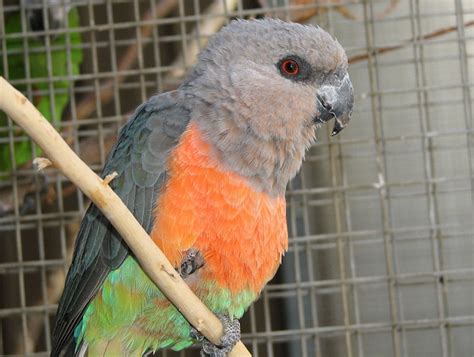 Red-Bellied Parrot Facts, Pet Care, Personality, Price, Pictures