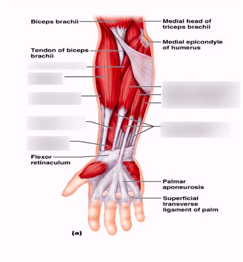 Lower Arm Muscle Diagram - Abba Humananatomy