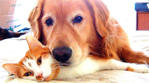 Dogs and Cats playing Together #62 - YouTube