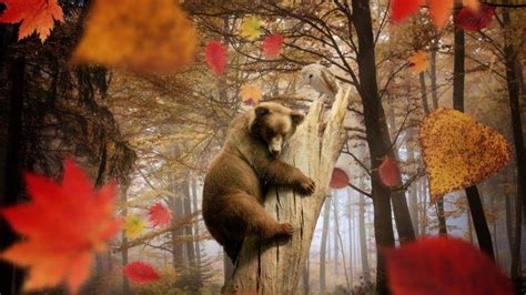 nature, Landscape, Trees, Leaves, Fall, Animals, Bears, Birds, Owl ...