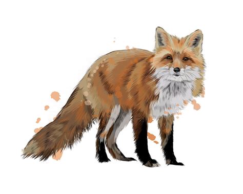 Fox from a splash of watercolor, colored drawing, realistic. Vector ...