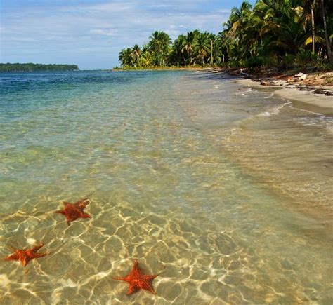 Starfish beach , Bocas Del Toro, Panama - Ultimate guide (September 2024)