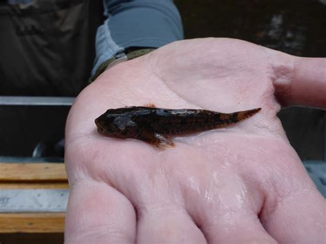 Mottled Sculpin from Chisago County, MN, USA on June 27, 2023 at 02:58 ...