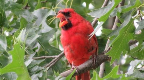 What Do Cardinals Sound Like? Song & Sounds - SongbirdHub