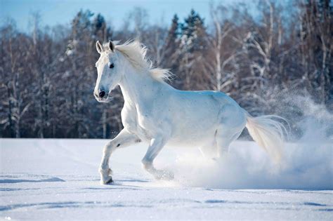 Free photo: White Horse - Animal, Trees, Soil - Free Download - Jooinn