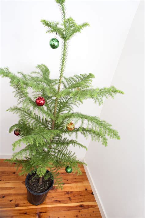 Photo of Simple Christmas tree | Free christmas images