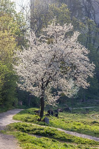 Old Cherry Tree Covered In Blossom In A Lutsk City Park Sunny Weather Covers It With Morning ...