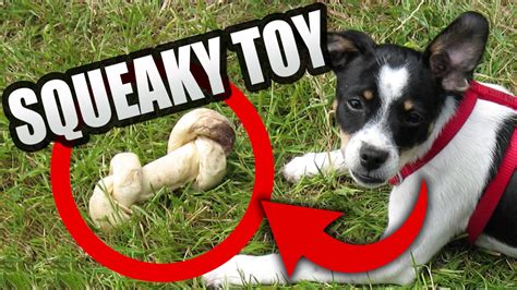 Dog Squeaky Toy Sound Effect – Wow Blog