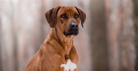 Rhodesian Ridgeback Guide (Size & Breed Characteristics)