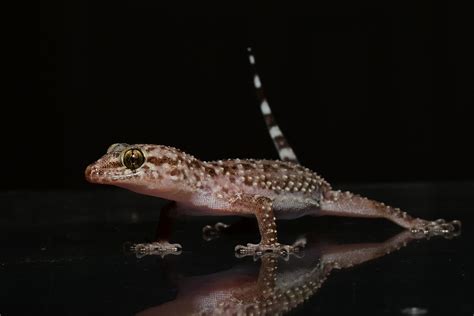 Mediterranean House Gecko | South Carolina Partners in Amphibian and ...