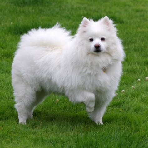 American Eskimo Dog Breeders in Massachusetts with Puppies for Sale | PuppyHero