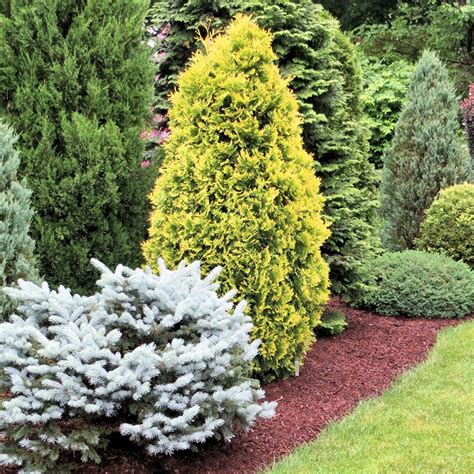 6 X CONIFERS HANDY CARRY PACK MULTIPLE VARIETIES HARDY EVERGREEN PLANTS IN POT | eBay