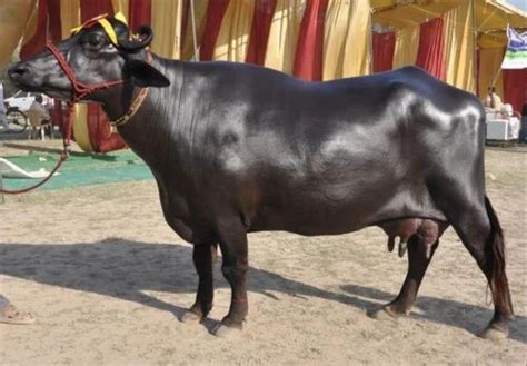 Pure Black Murrah Buffalo Calf at best price in Karnal | ID: 22919600062