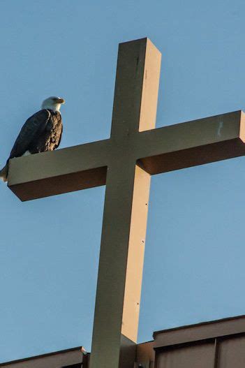 Bald Eagle | Bald eagle, Eagle pictures, Eagles