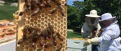 Learning About Bees & Conquering Fear (Video) - JP loves LIFE!