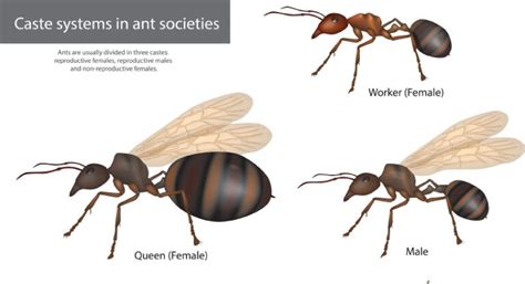 Why do Worker Ants Carry the Grubs About? And Other Fun Facts About Ants!