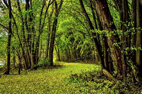 Tunnel Of Love Photograph by Flowstate Photography - Fine Art America