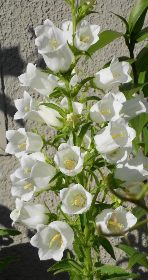 white perennial | White perennials, White flowers, Flowers