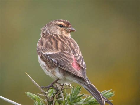 Twite - BirdForum Opus | BirdForum