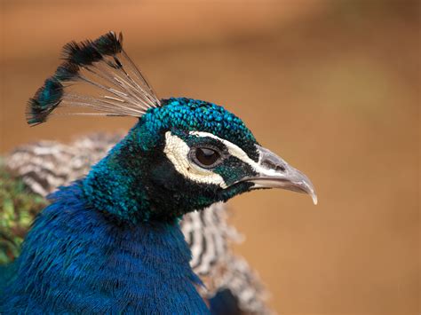 Blue peacock HD wallpaper | Wallpaper Flare