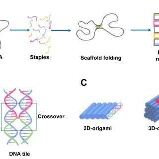 Schematics of DNA origami assembly and its structural features. (A) DNA ...