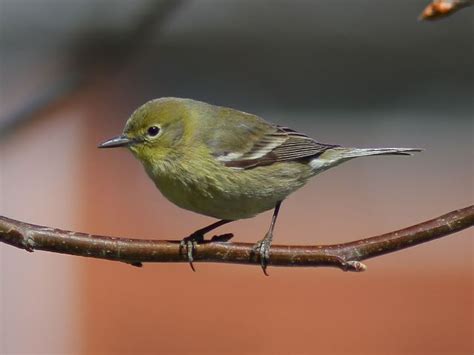 Pine Warbler | Coniferous Forest