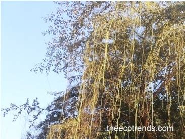 Cuscuta- the Plant Parasite The Ecotrends