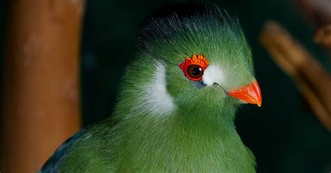 8 Green Birds From Around the World | Audubon