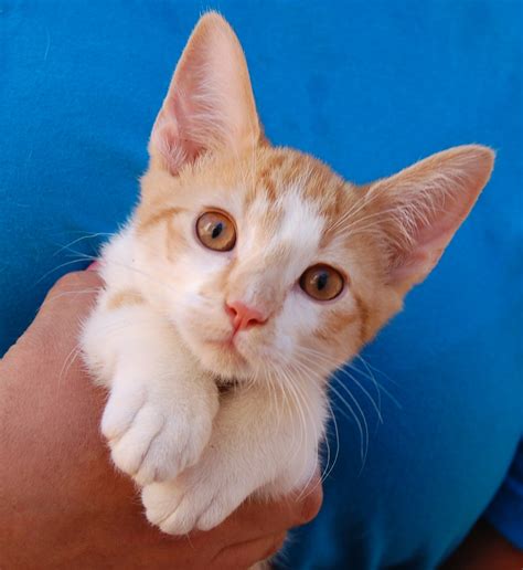 25 rescued kittens ready for adoption this morning!