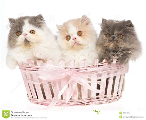 3 very cute Persian kittens in pink basket | Persian kittens, Pink basket, Kittens