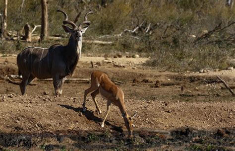 kudu-and-eland - Africa Geographic