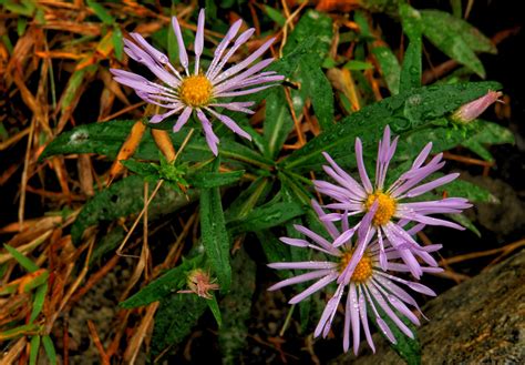 NH08B00314 | New Hampshire wildflowers, White Mountains Nati… | Flickr