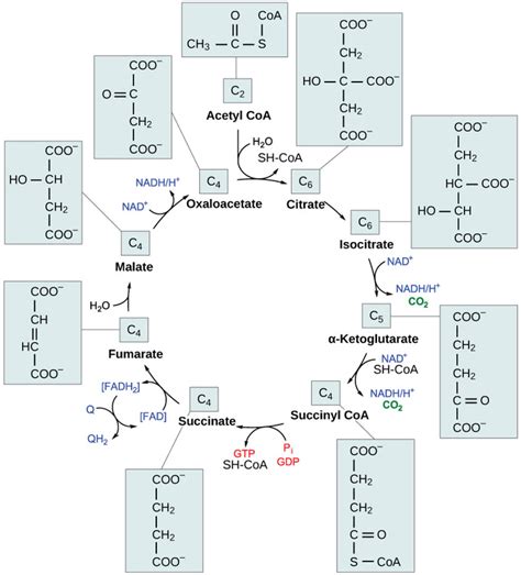 5.6A: Citric Acid Cycle - Biology LibreTexts