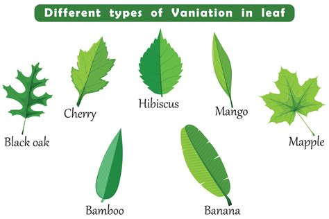 Different types of Vaniation in leaf botanical element 18028322 Vector Art at Vecteezy