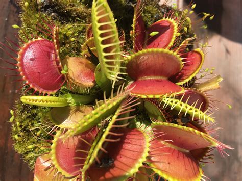 Venus Flytrap ‘B52’ | Venus fly trap, Carnivorous plants, Strange flowers