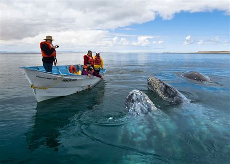 Travellers' Tales: Whales in Mexico | Audley Travel UK