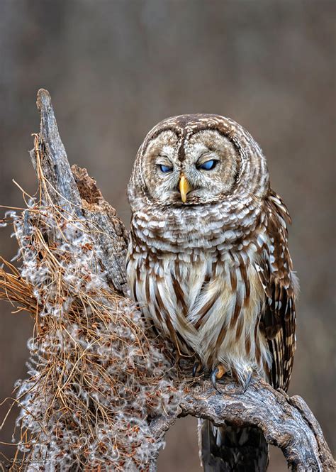 Barred Owl Blue eyed Photograph by LeeAnn McLaneGoetz McLaneGoetzStudioLLCcom