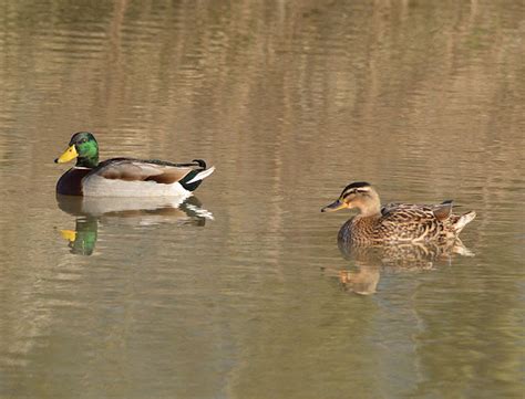 Bird Photographs - Mallard Ducks UK | Down the Lane