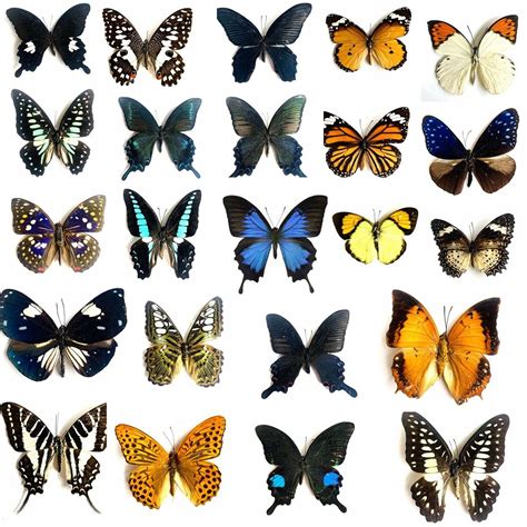 20pcs（Butterfly species with no duplicates） natural Real Butterflies ...