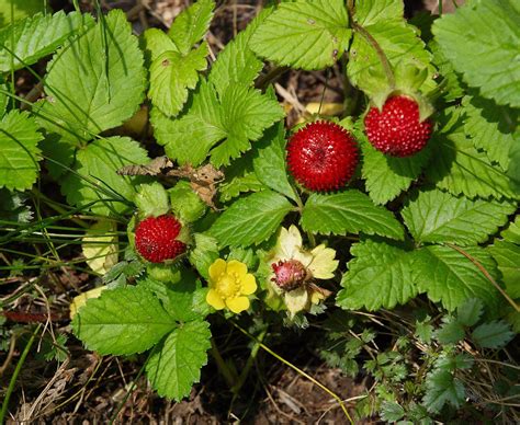 Wild Strawberries vs. Mock Strawberries: What's the Difference? | Dengarden