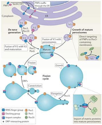 Biogenesis - Peroxisomes