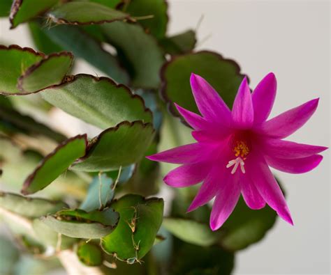 How to grow Easter cactus: expert tips for success | Homes & Gardens