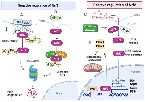 Antioxidants | Free Full-Text | Contribution of the Nrf2 Pathway on Oxidative Damage and ...