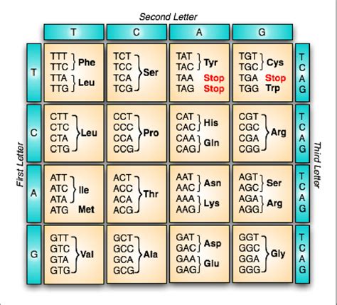 1: The standard genetic code. Note the three standard stop codons in ...