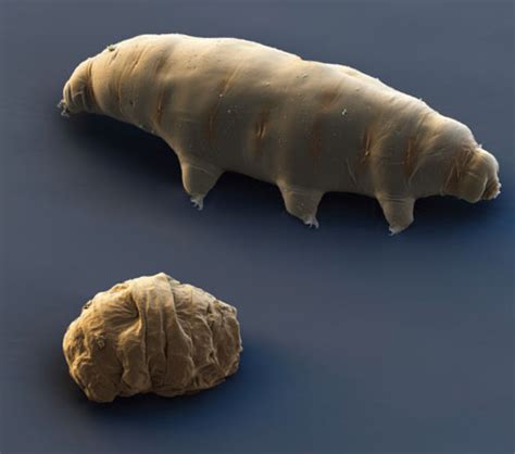 Tardigrade Anatomy - Anatomical Charts & Posters