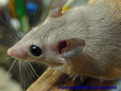 Spiny mouse | Rodent Care Wiki | Fandom