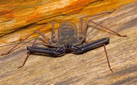 Tailless Whip Scorpion Care (Amblypygi) - The Spider Blog