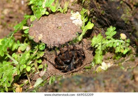 Trapdoor Spider Habitat Stock Photo 669032209 | Shutterstock