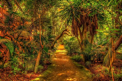 Download Path Leaf Green Palm Tree Tropical Nature Forest HD Wallpaper