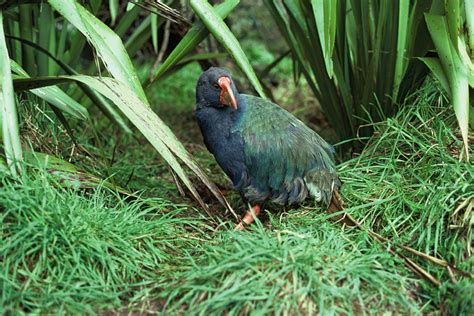 The Takahe: Not a Dodo – Forest & Bird